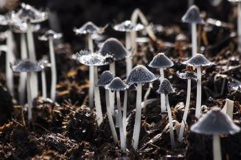 Patch of forest mushrooms with long stems and small, narrow caps.