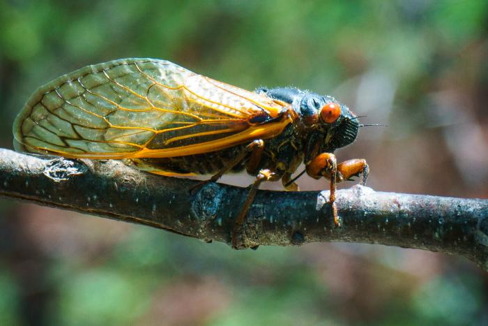 A cicada standing on a stick.  It is a dark green color, with a yellow tint to it's wings.