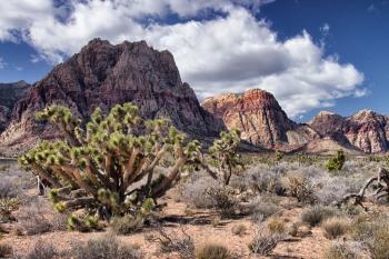 The stark beauty of the Nevada desert.  There are red-striped mountains and joshua trees with green pointy leaves against deep blue sky.