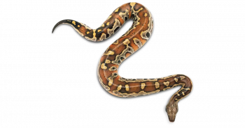 overhead view of a snake