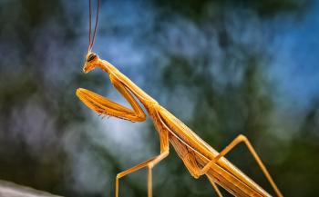 close up of a brown praying mantis in the praying position