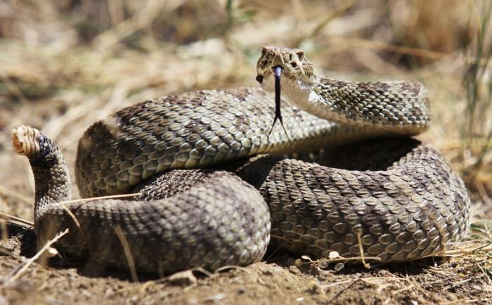 Photo of a rattlesnake with it's forked tongue out